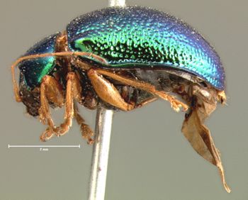 Media type: image;   Entomology 17325 Aspect: habitus lateral view